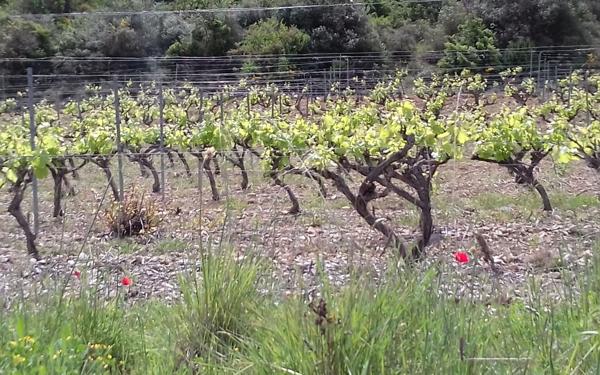 Maison à vendre    5 pièces •  Cascastel-des-Corbières
