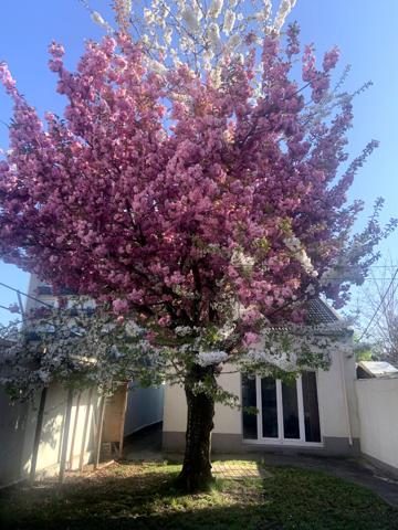 Appartement Montreuil 2 pièces