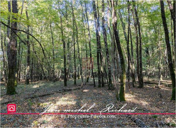 Propriété de chasse Sologne 42 hectares