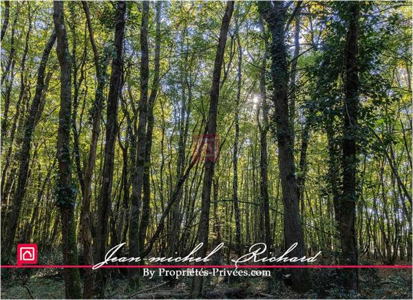 Propriété de chasse Sologne 42 hectares