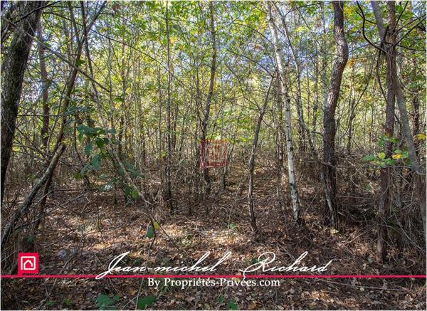 Propriété de chasse Sologne 42 hectares