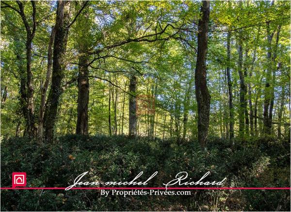 Propriété de chasse Sologne 42 hectares