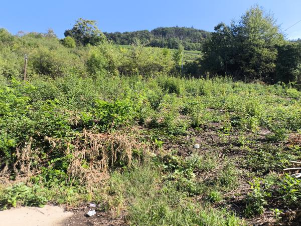 Guebwiller (68500) Terrain de 801 m² à vendre à Guebwiller, libre de constructeur