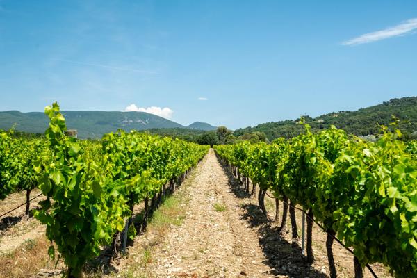 Vignoble du XVIIIᵉ siècle dans le Luberon avec gites – Une propriété d’exception en Provence