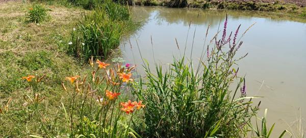 Menskirch (57320) Propriété - 30 ares - cadre familiale parfait - à Menskirch