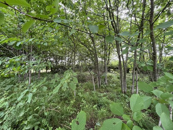Terrain constructible arboré de 2 896 m² dans un environnement privilégié - La Madeleine de Nonancourt