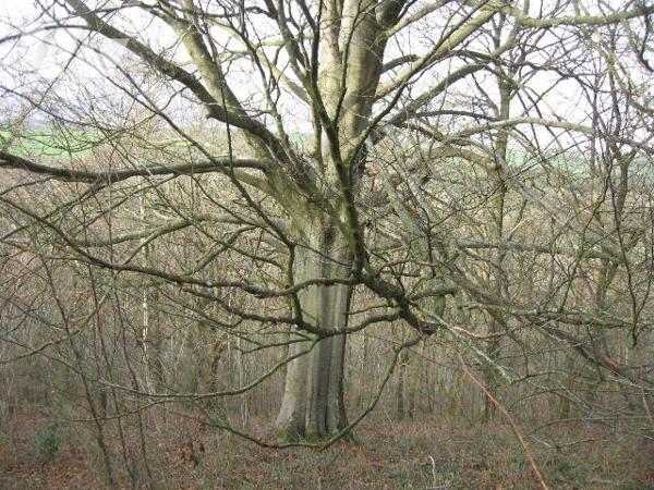 A Saint Denis de Méré, un bois d'une surface de 02ha 87a 00ca, avec abris en bois.