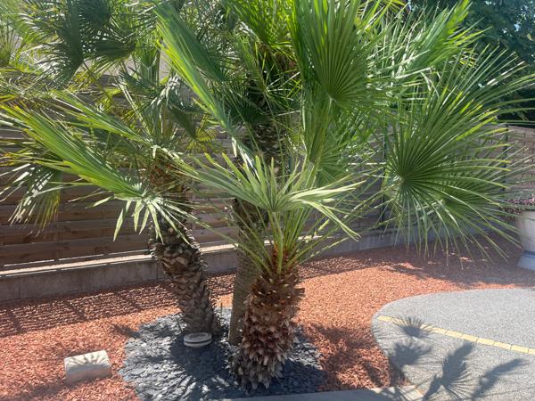 Villa avec piscine et cuisine d'été