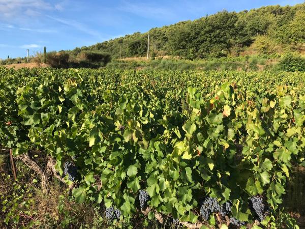 Faucon (84110) Propriété avec chambre d'hôte, gite et piscine dans environnement préservé sur 10 hectares environ.