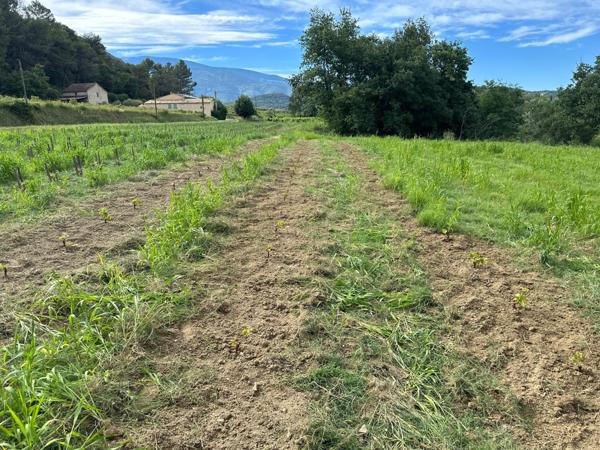 Faucon (84110) Propriété avec chambre d'hôte, gite et piscine dans environnement préservé sur 10 hectares environ.