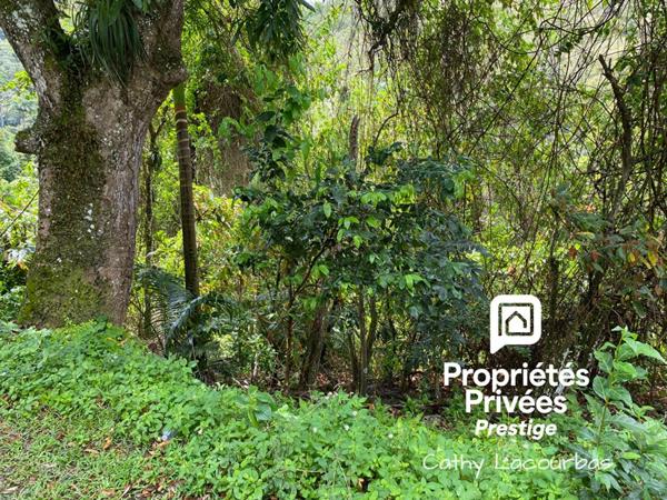 Terrain 4000 m2 accès littoral -Pointe Noire, Guadeloupe