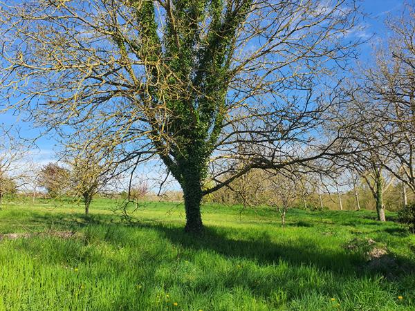 ENSEMBLE IMMOBILIER À VENDRE À NOYERS SUR CHER