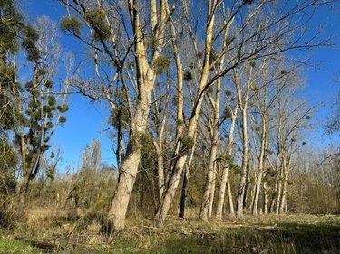 Terrain de loisirs - Bois - Etang à vendre à Cormery dans l'Indre-et-Loire (37320), ref : 034/1391