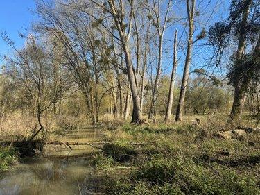 Terrain de loisirs - Bois - Etang à vendre à Cormery dans l'Indre-et-Loire (37320), ref : 034/1391