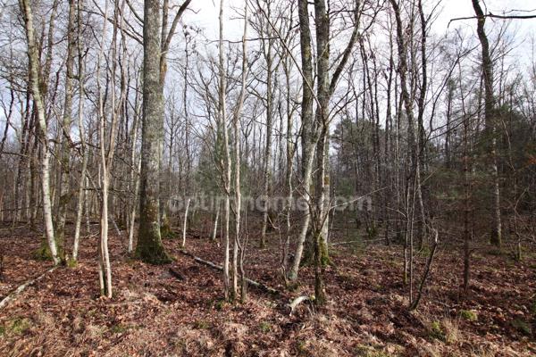 Ménétréol sur sauldre, parcelles de bois pour 3ha74ca
