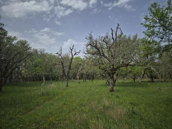 Terrain à vendre |  Peyrillac-et-Millac |  7010 m²