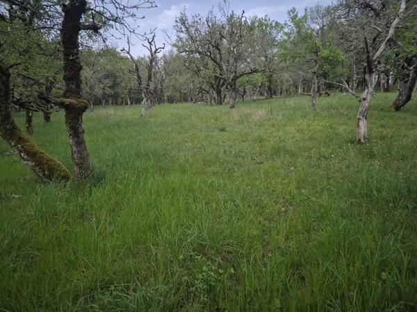 Terrain à vendre |  Peyrillac-et-Millac |  7010 m²