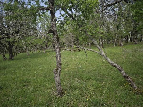 Terrain à vendre |  Peyrillac-et-Millac |  7010 m²