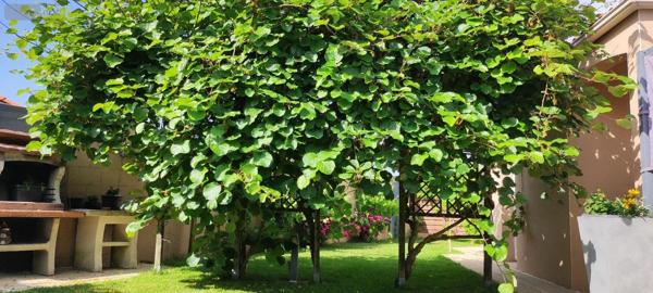 Achat - Maison Les Herbiers 85500 7 pièces 168 m 2 1479 m 2