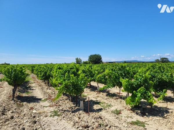 Ferme entourée de plus de 10 hectares de vignes 