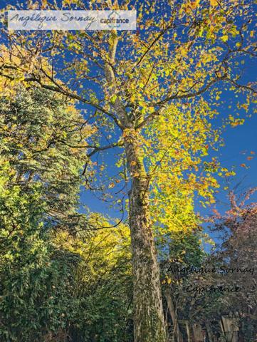 EN EXCLUSIVITE LONS LE SAUNIER (39) MAISON DE VILLE 5 min du centre-ville – Jardin