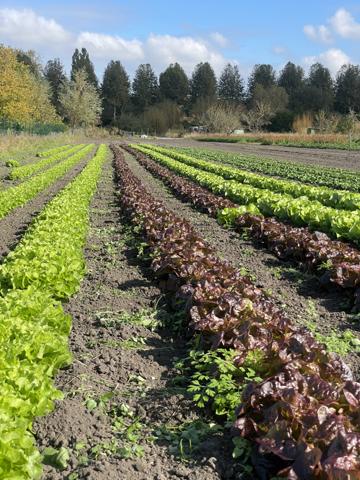 Amiens (80080) Maison avec 3 chambres, sur terrain d’environ 10 000 m²