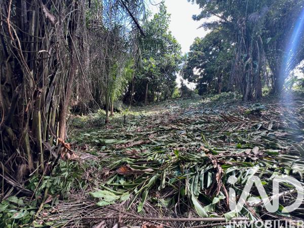 Terrain à vendre 2 007 m² Baie-Mahault