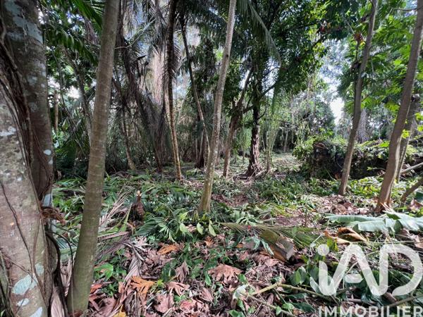 Terrain à vendre 2 007 m² Baie-Mahault