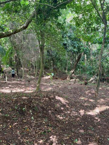 Beau terrain sur TRINITE