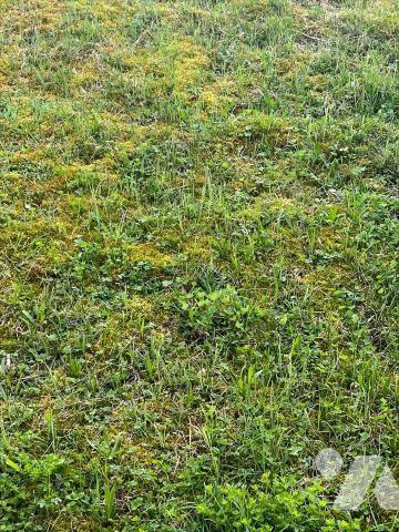 ROCHEFORT SUR NENON - Parcelle de 1244m² constructible