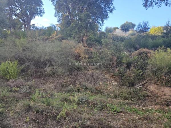 Vente Terrain 1606 m2 à Lucciana