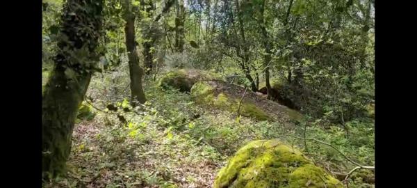 Campagne, Bois de 2 hectares