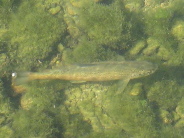 Immeuble à aménager de 320 m² à vendre au centre de SAINT RAMBERT EN BUGEY (01)