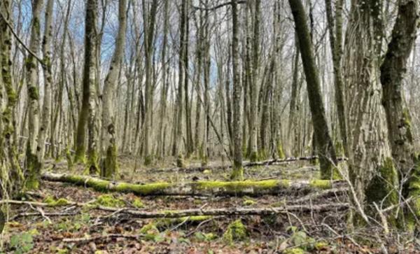 Brasles (02400) Parcelle de bois