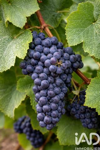 Terrain à vendre 515 m² Vailly-sur-Aisne