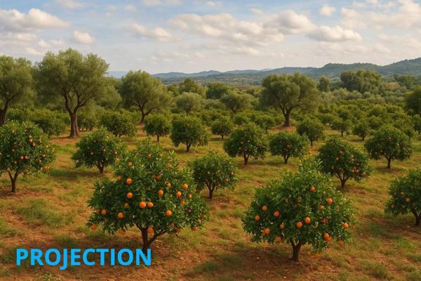 1.bail commercial+ 1 maisons – ENTREPOT SUR 2 niveaux Production d’agrumes – Fort rendement