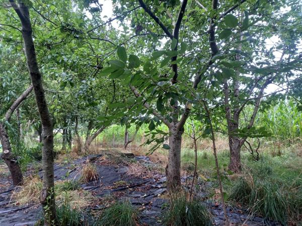 Maison à vendre à Luitré-Dompierre en Ille-et-Vilaine (35133), ref : 1211