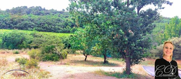 vue vignes