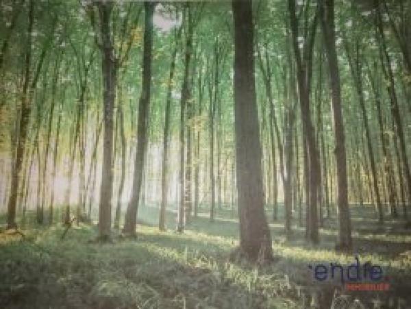 MASSIF FORESTIER DE 244ha d'un seul tenant!!