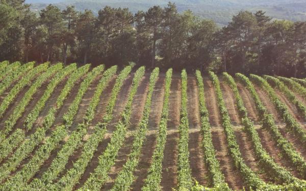 Maison à vendre    18 pièces • 6 m2 Pauligne