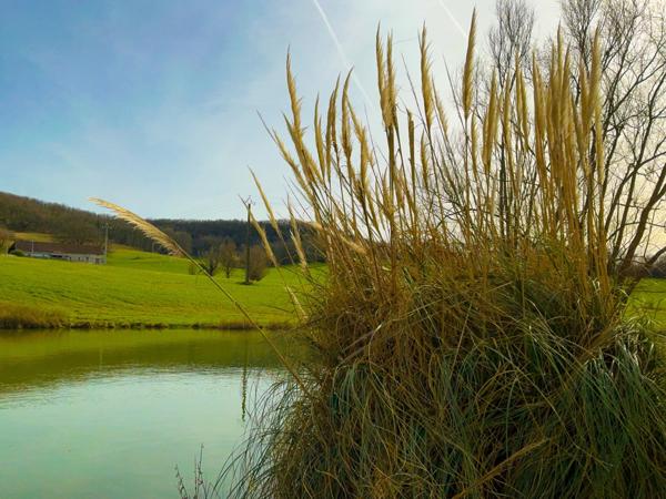 Domaine équestre d’exception sur 40 hectares — Authenticité, nature et passion proche de Penne d’Agenais (47)