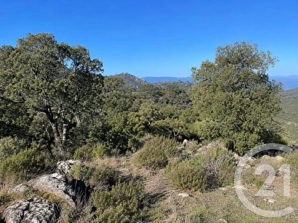 Terrain à vendre  56853 m 2   SCOLCA  - 202