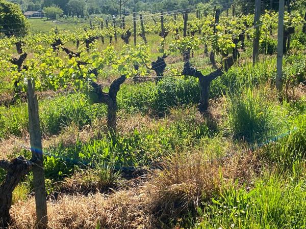 Secteur BAZAS, Agricole : 7 Hectares en plein coeur du Sud Gironde