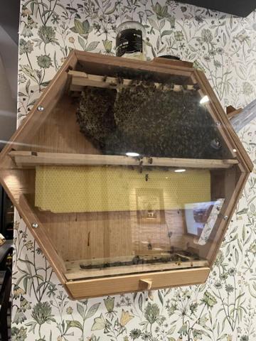 SAINT DIE DES VOSGES - BAR, RESTAURANT 35 COUVERTS avec LOGEMENT