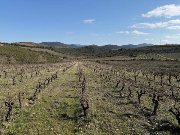 Domaine viticole bio clé en main – Maison de caractère & chai (Corbières)