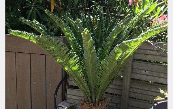 Vente Appartement P2 TERRASSE - PARKING Le grau-du-roi