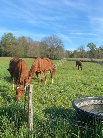 Super pavillon sur une parcelle de 16000m² voir +++