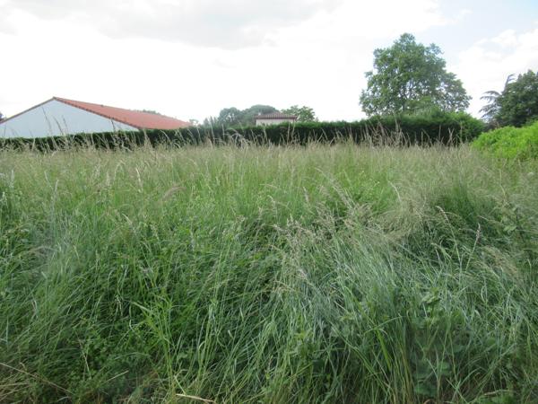 Villemade (82130) TERRAIN A BATIR A 10 MINUTES DU CENTRE DE MONTAUBAN