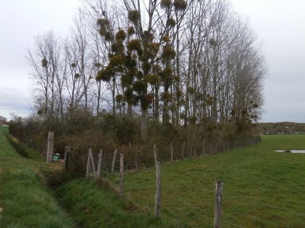 TERRAIN LIBRE POUR GARDE D'ANIMEAUX OU LOISIRS A VOIR... Saint-Georges-sur-la-Prée (18100)