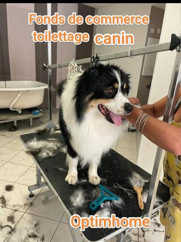 À vendre – Salon de toilettage canin et félin au cœur de Questembert